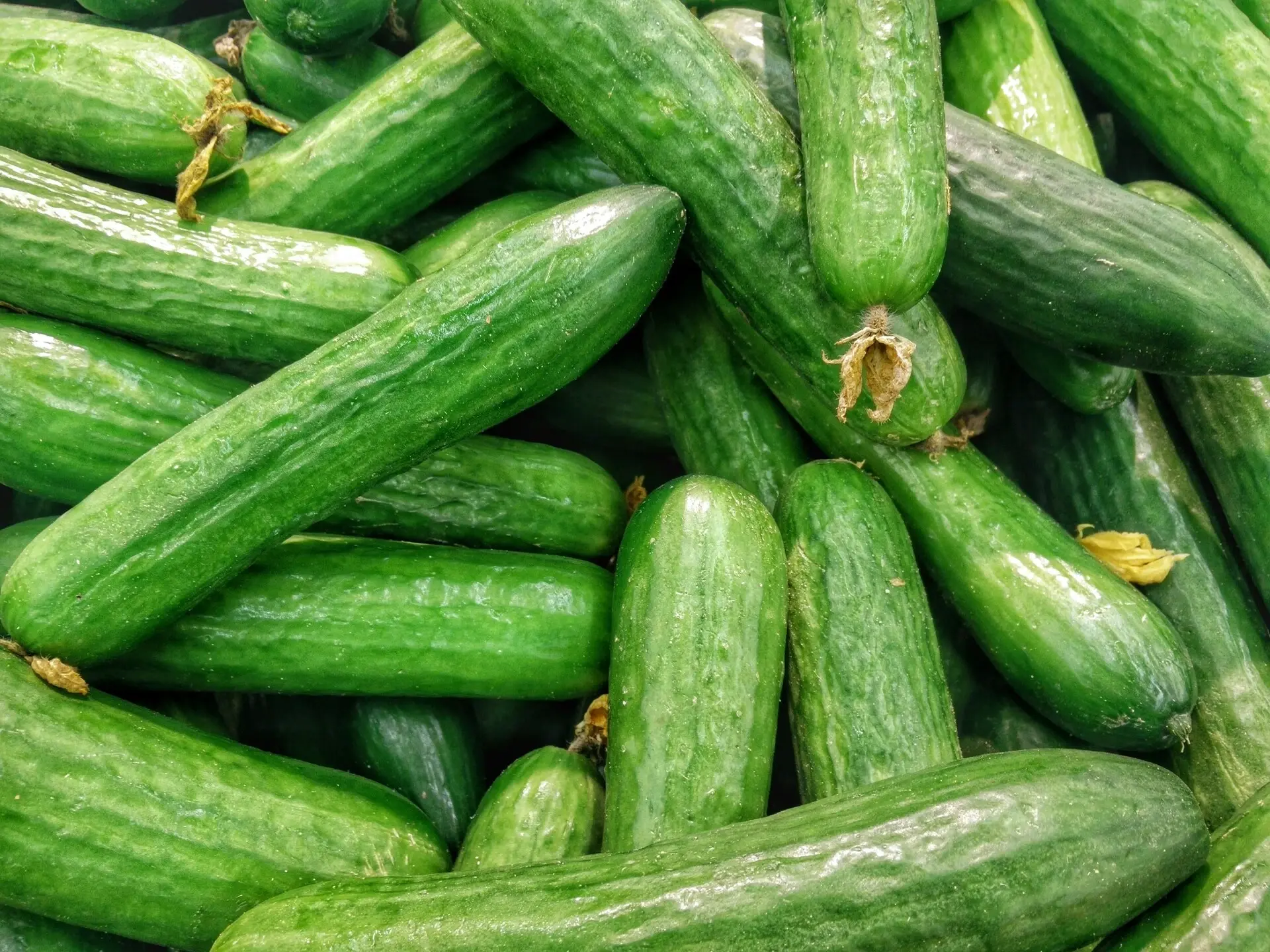 小黃瓜好處 美容保養 Cucumberharshal S Hirve Unsplash