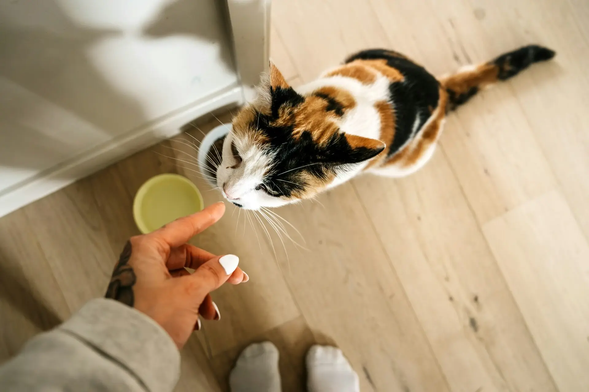 貓咪 主食罐 貓食 希寶 寵物健康 副食罐 Pet Health Sheba Cat Main Meal Cantoa Heftiba Unsplash