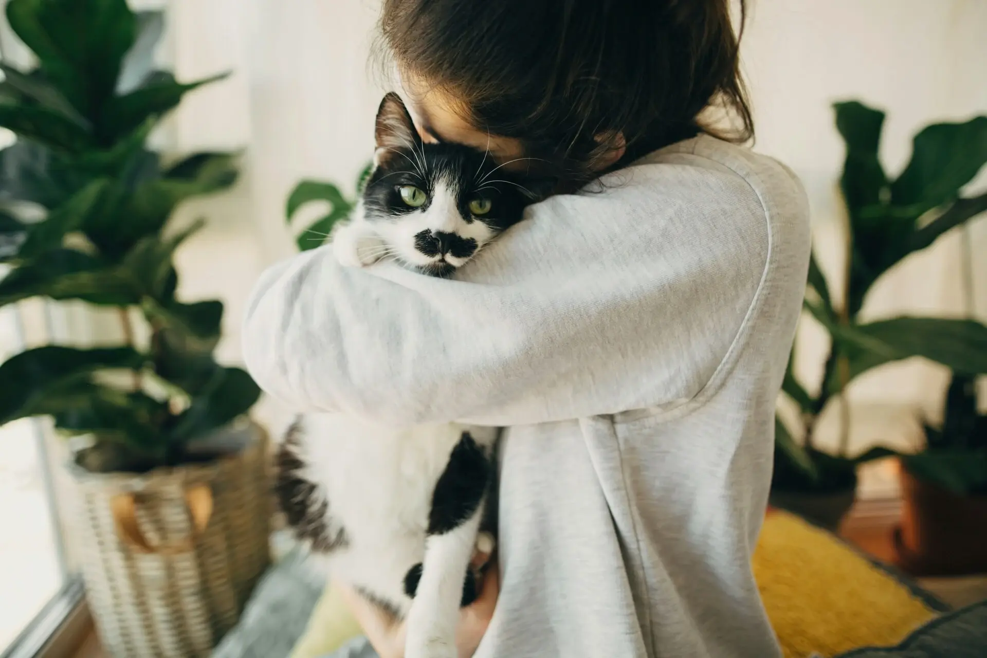 貓咪 主食罐 貓食 希寶 寵物健康 副食罐 Pet Health Sheba Cat Main Meal Cangetty Images Unsplash